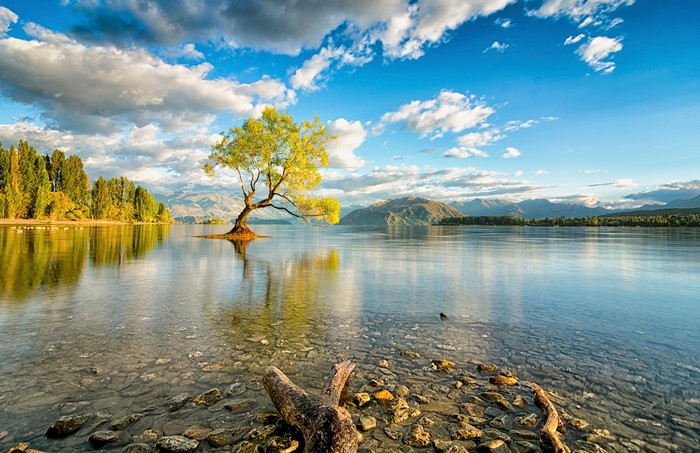 Lone tree in Lake Wanaka, New Zealand