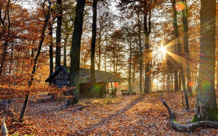 Autumn forest with a small wooden cabin and falling leaves