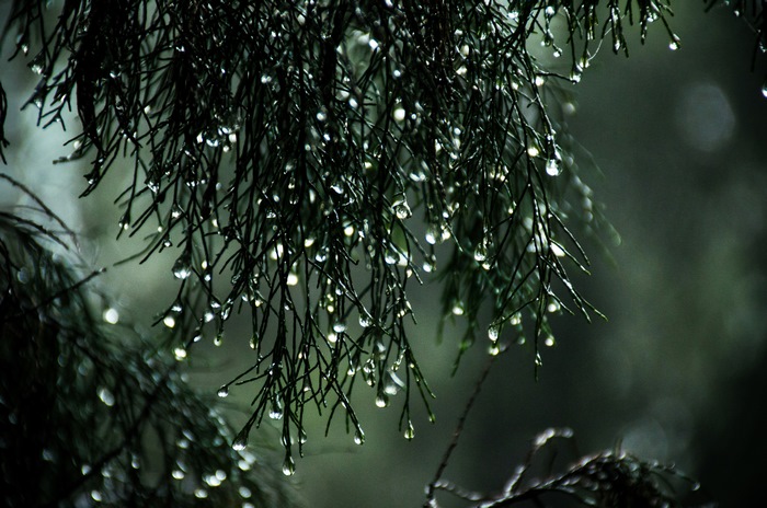 Rain drops on pine needles