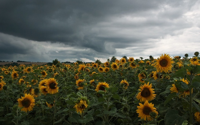 Field of sunflowers under a stormy sky