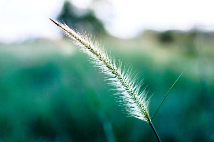 Close-up of a grass seed head in nature