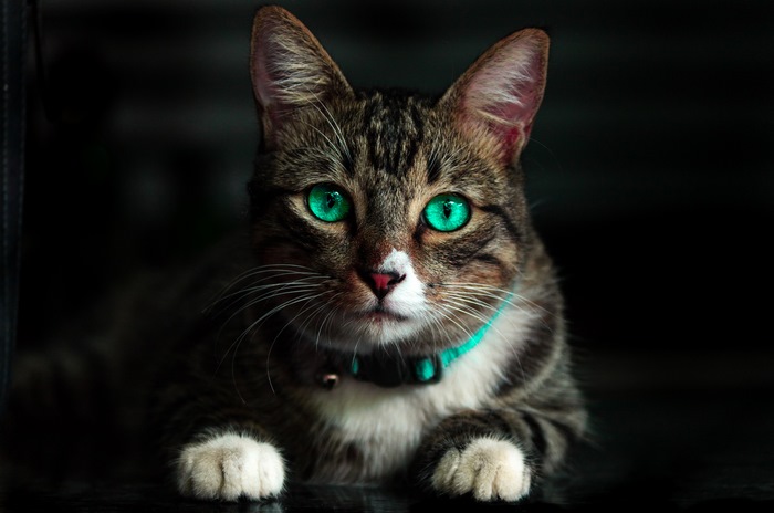 Tabby cat with bright green eyes