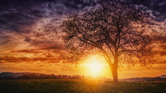 Tree silhouetted against a dramatic sunset over a field