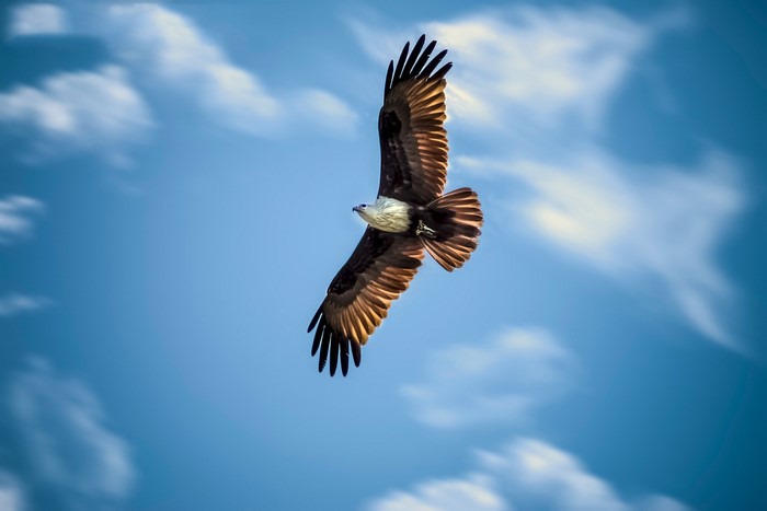 Eagle flying in a blue sky with clouds