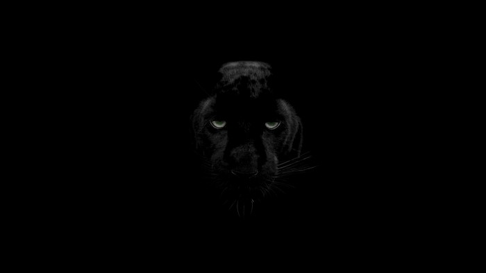 Black Panther with Green Eyes in Darkness