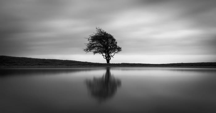 Monochrome tree reflected in water