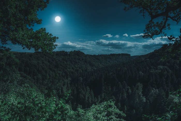Forest at night with a full moon