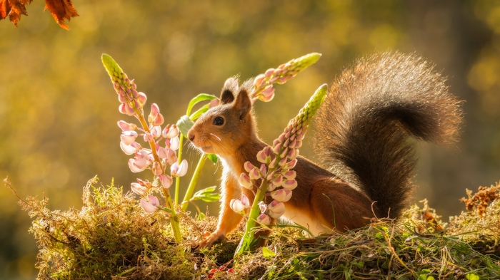 Squirrel Among Pink Flowers in Golden Light