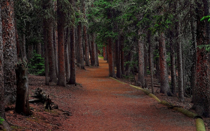A dirt path winds through a dense forest.