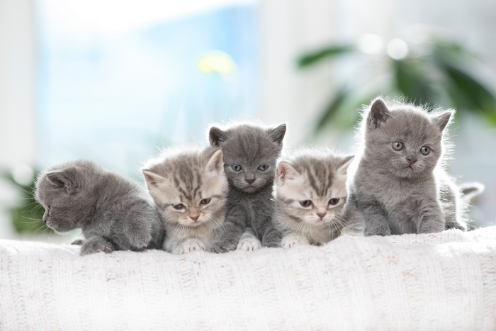 Five adorable kittens sitting on a white blanket