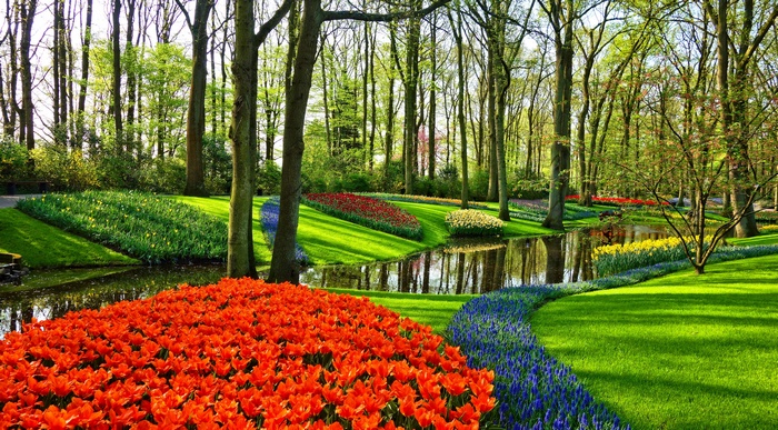 Vibrant Tulip Garden in the Netherlands with Waterway