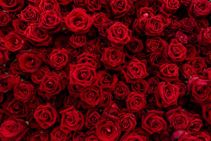 A close-up view of many red roses