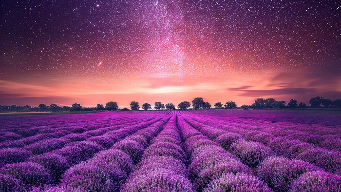 Lavender field under a starry night sky