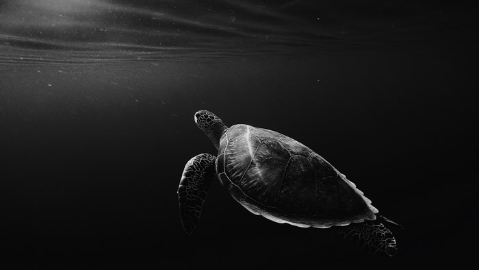 Turtle swimming underwater in black and white
