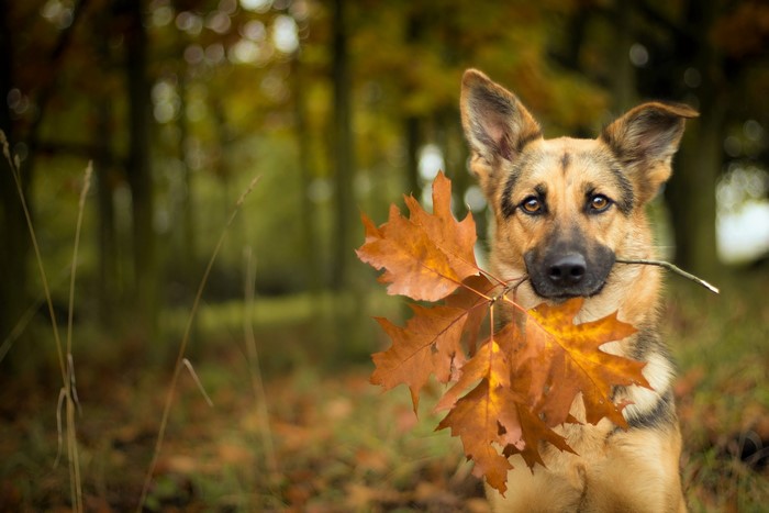 German Shepherd dog holding autumn leaves in its mouth