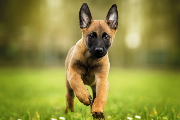Adorable Belgian Malinois Puppy Running on Grass