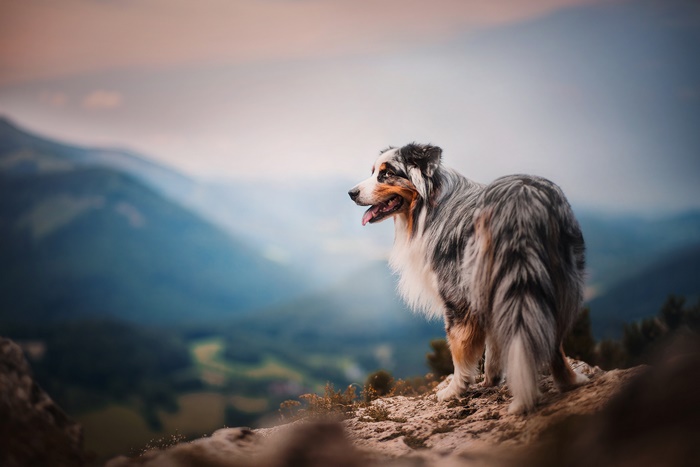 Australian Shepherd Dog on Mountain Overlook