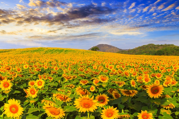 Field of Sunflowers under a Cloudy Sky