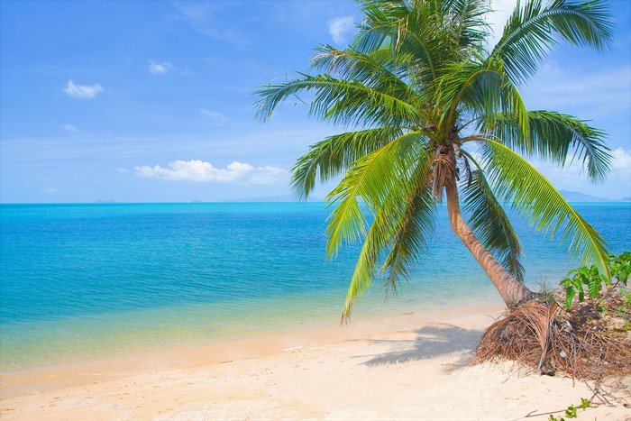 Palm tree on a tropical beach with turquoise ocean