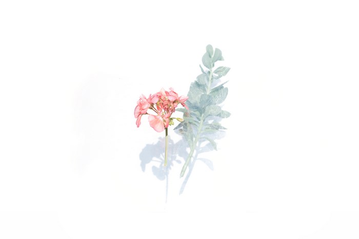 Pink flower and green leaves with shadow