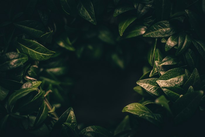 Dark green leaves with a dark background