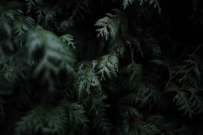 Dark green pine branches with detailed texture