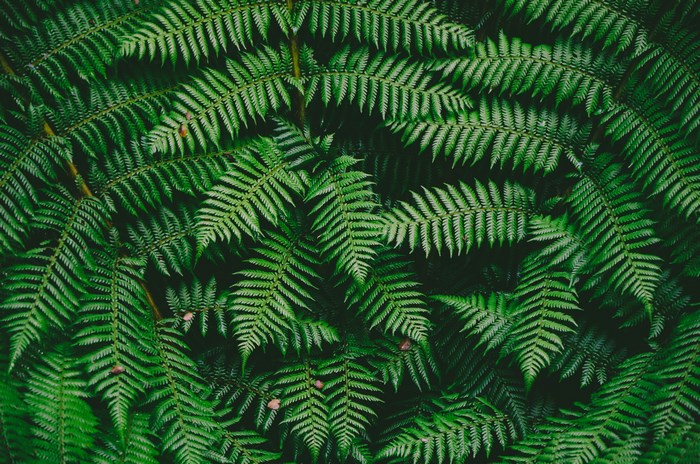 Green fern texture in nature