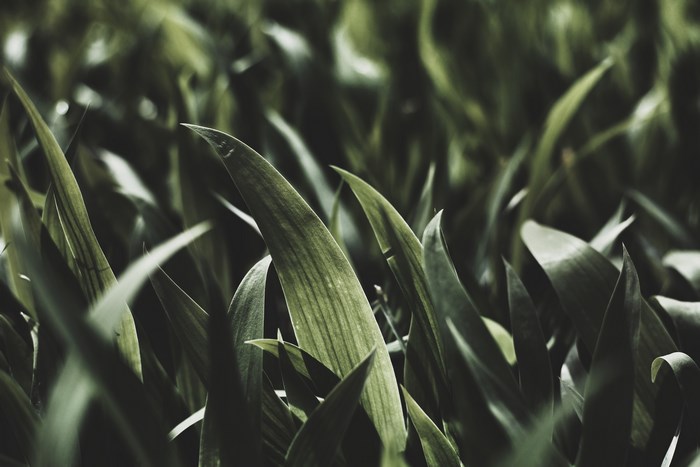 Close-up of green foliage and leaves
