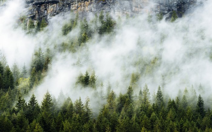 Misty forest with rocky mountain in Pacific Northwest