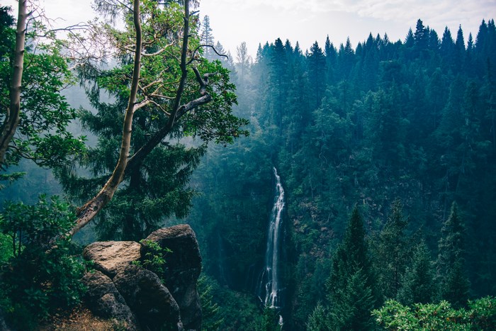 Waterfall in a misty coniferous forest