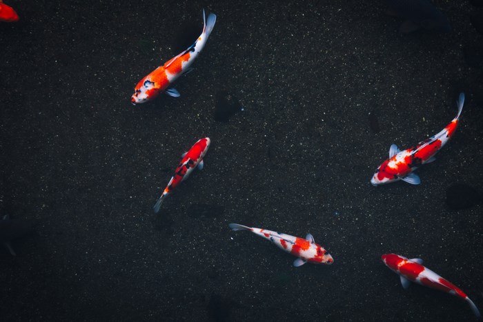 Koi fish swimming in a dark pond