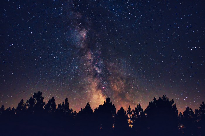 Milky Way galaxy over silhouetted pine trees at night