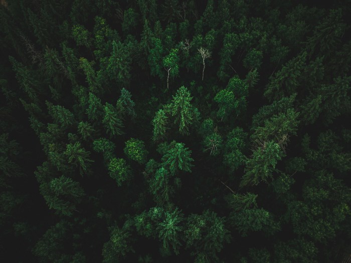 Aerial view of a dark, dense pine forest