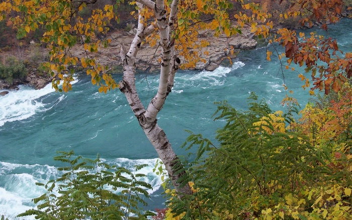 River rapids with autumn foliage and birch tree