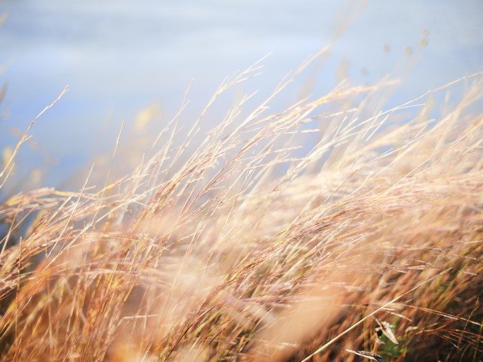 Dry grass blowing in the wind with a blurred background