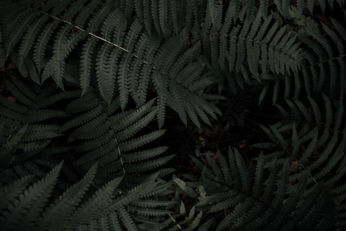 Dark green fern fronds in a forest