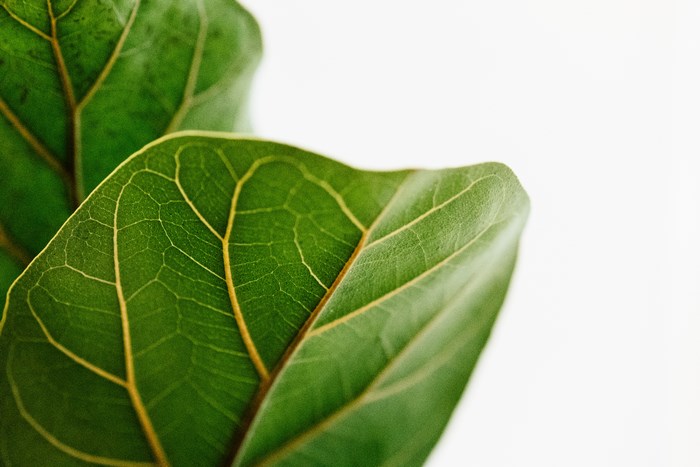 Close-up of a Fiddle Leaf Fig leaf with prominent veins