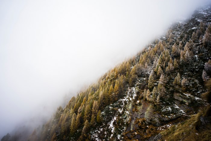 Misty mountain slope with pine trees and snow