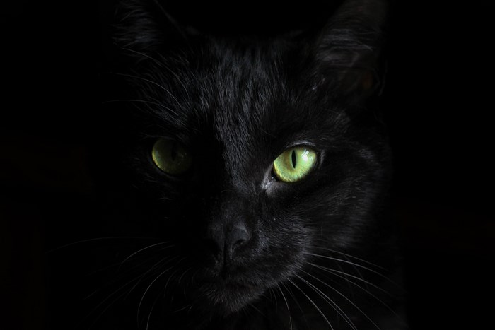 Close-up of a black cat with green eyes