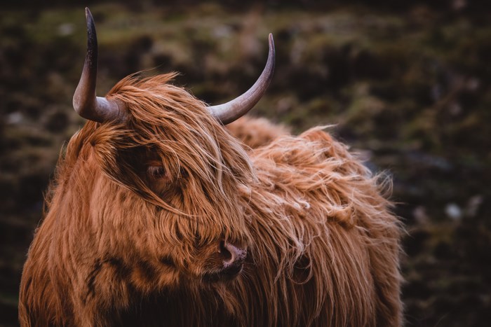 Highland cattle with long brown hair and horns