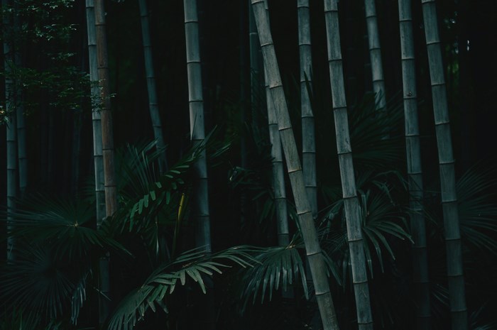 Bamboo forest with palm leaves in Nanjing