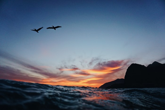 Two birds flying over the ocean at sunset