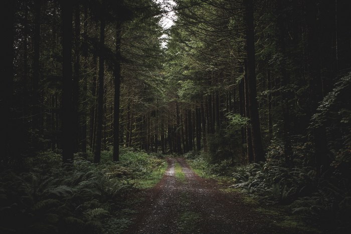 Dirt road through a dark, dense forest with tall fir trees