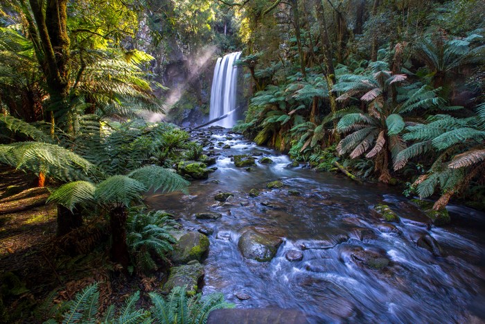 Waterfall flowing through a sunlit rainforest with ferns