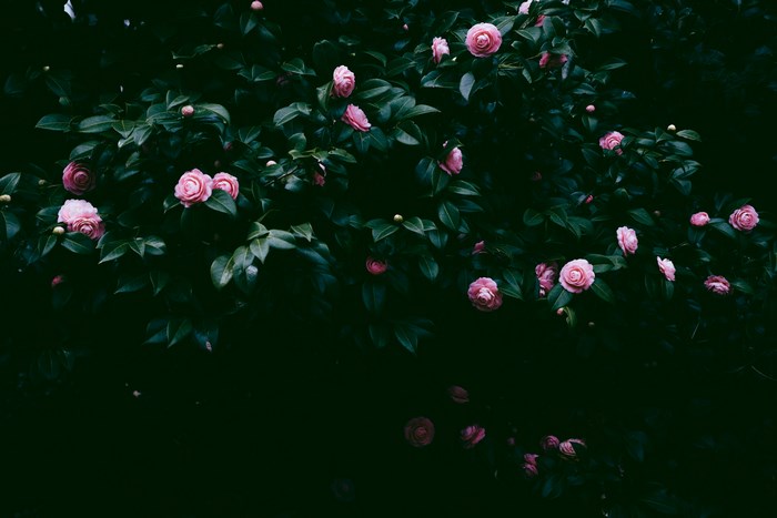 Pink camellia flowers on a dark green bush