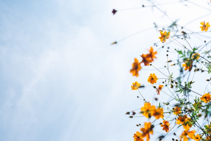 Orange Cosmos Flowers Against a Bright Sky