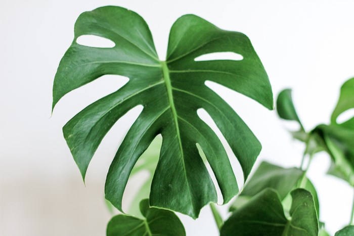 Monstera leaf against a white background