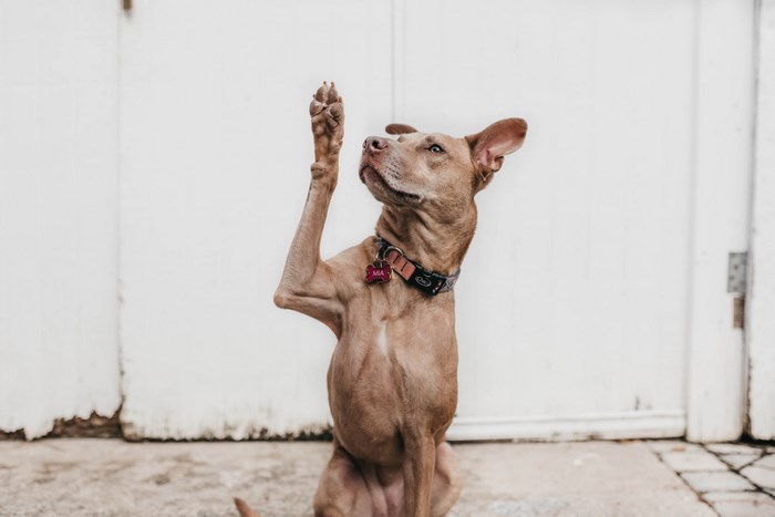 Dog raising paw in front of white door