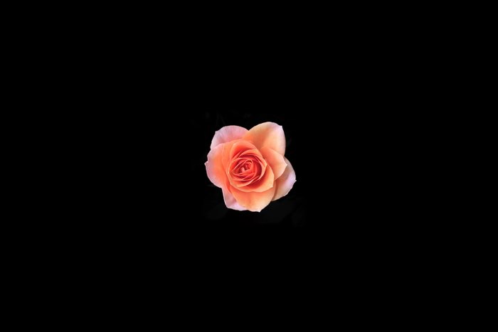Pink rose on a black background