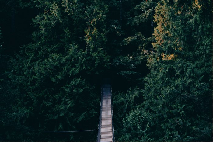 Suspension bridge through a dense forest